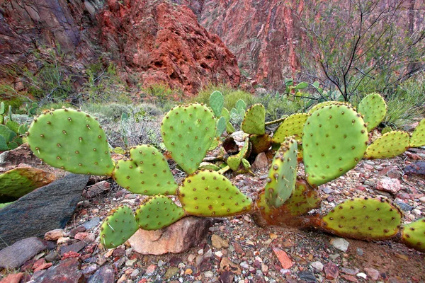 Kaktus v grand Canyonu arizona — Stock fotografie