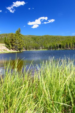 Sibley göl bighorn Ulusal Ormanı