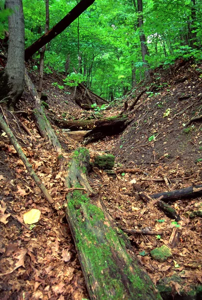 罗克福德回转森林保护区伊利诺伊州 — 图库照片