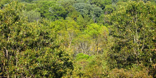 Dense Forest Backround — Stock Photo, Image