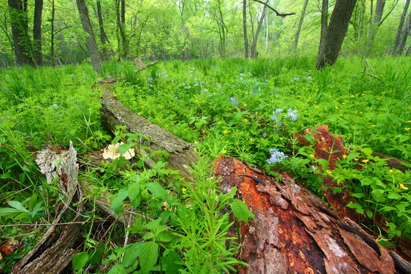 Primavera de illinois do cenário de floresta — Fotografia de Stock