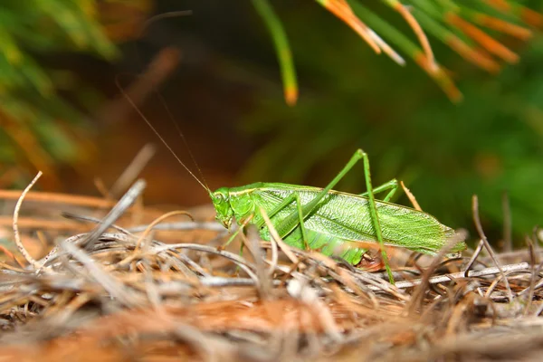 Dvouocasý cikád Bush (Scudderia furcata) — Stock fotografie