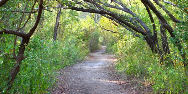 Everglades National Park Trail — Stock Photo, Image