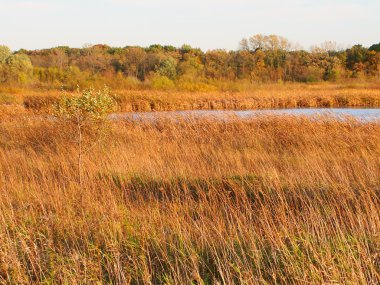 Wadsworth prairie doğa koruma Illinois