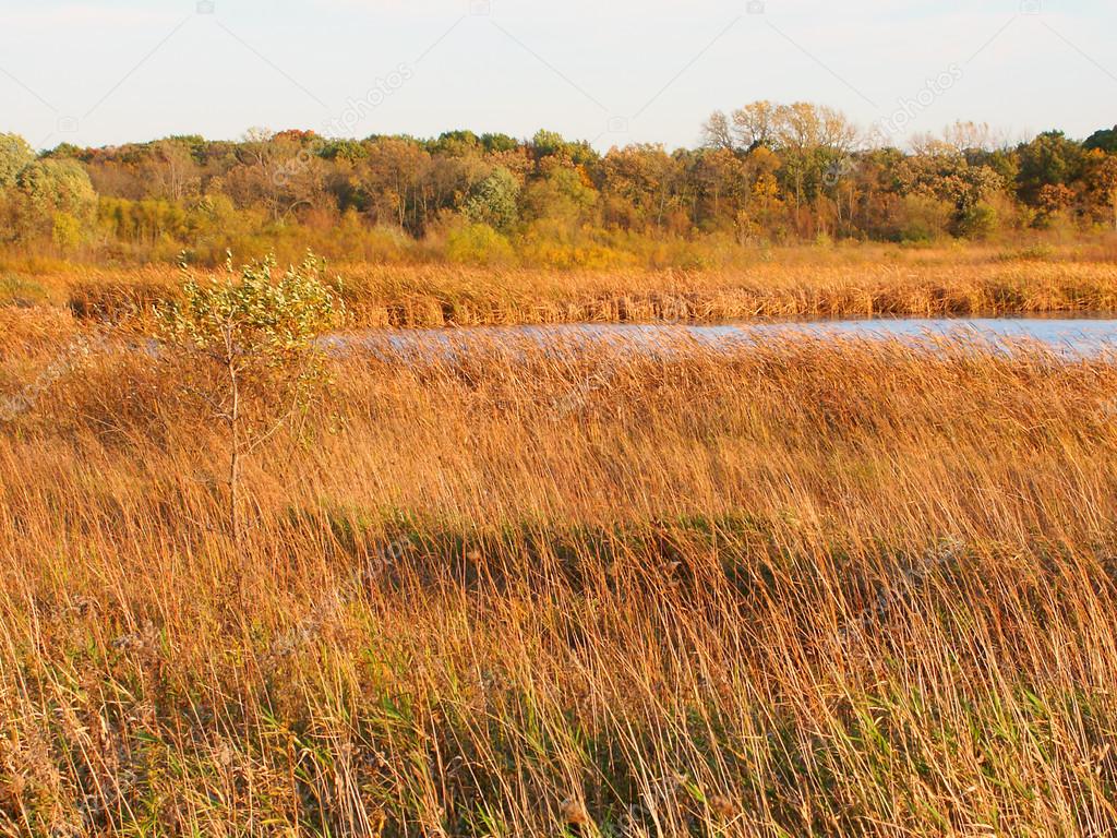 Wadsworth Prairie Nature Preserve Illinois