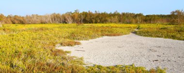 kıyı kır manzarası everglades