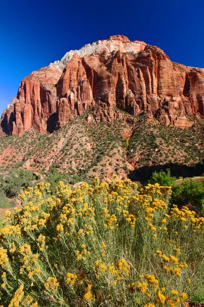 Zion national park Stany Zjednoczone Ameryki — Zdjęcie stockowe