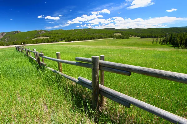 Bighorn Національна лісова fenceline — стокове фото