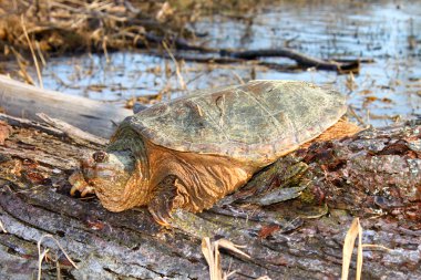 Yapışma kaplumbağa (Chelydra serpentina)