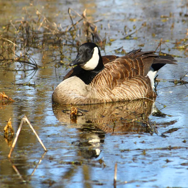 Kanada kazı (Branta kanadensis) — Stok fotoğraf