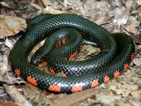Sár kígyó (farancia abacura) illinois — Stock Fotó