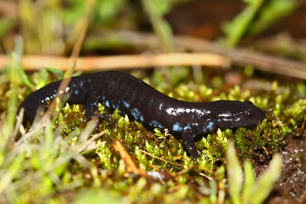 Salamandre à points bleus (Ambystoma laterale ) — Photo