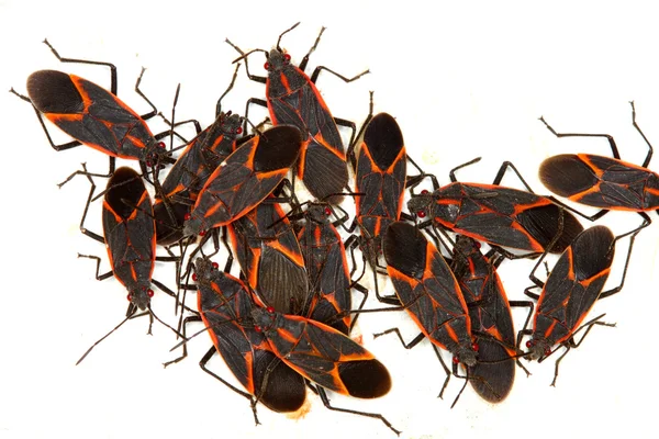 Boxelder Bugs (Boisea trivittata) in Illinois — Stock Photo, Image