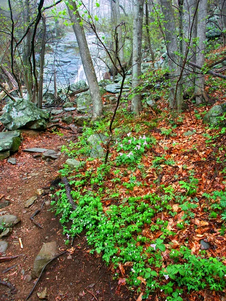 Whiteoak Canyon Trail Virgínia — Fotografia de Stock