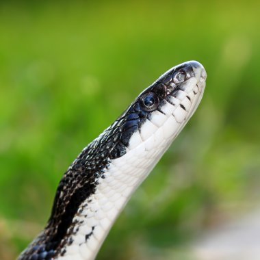 Rat snake (elaphe obsoletus)