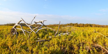kıyı kır manzarası everglades