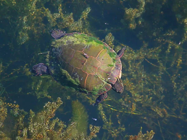 Painted Turtle (Chrysemys picta) Swimming — Stock Photo, Image
