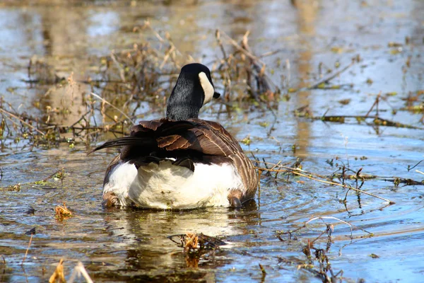 Canada Goose (Branta canadensis) — Stock Photo, Image