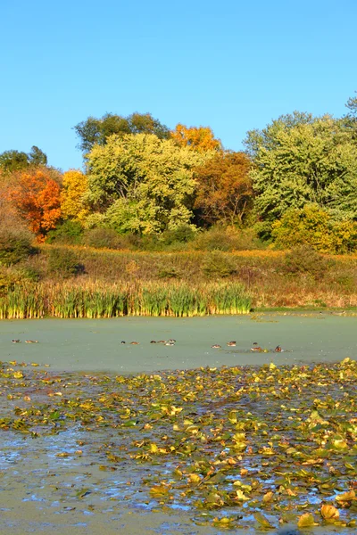 Olson tó Észak-Illinois — Stock Fotó