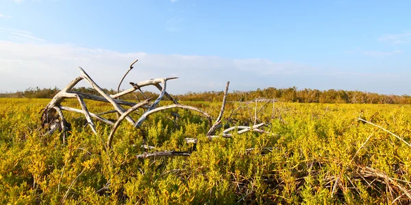 Paisaje de pradera costera Everglades — Foto de Stock