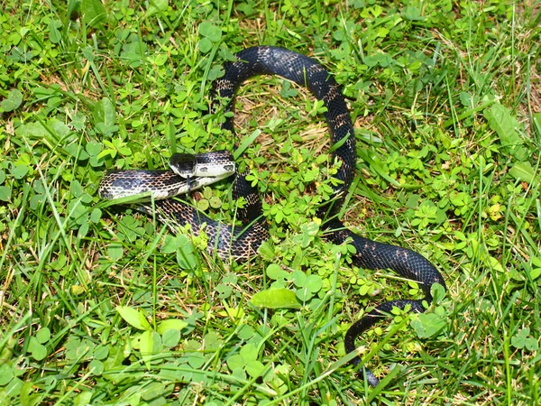 Rat Snake (Elaphe obsoleta) — Stock Photo, Image