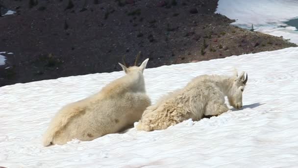 Cabras de Montaña (Oreamnos americanus ) — Vídeos de Stock