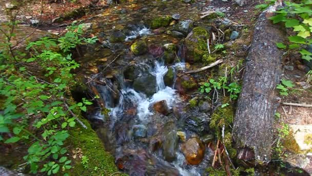 Glacier National Park Stream — Stock Video