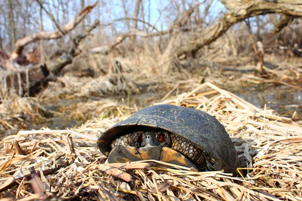 Blandings schildpad (Emydoidea blandingii) — Stockfoto