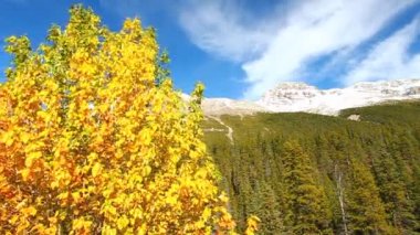 Banff Ulusal Parkı sonbahar renkleri