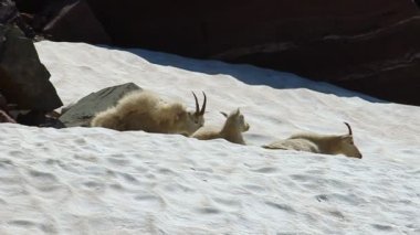 dağ keçileri (oreamnos americanus)