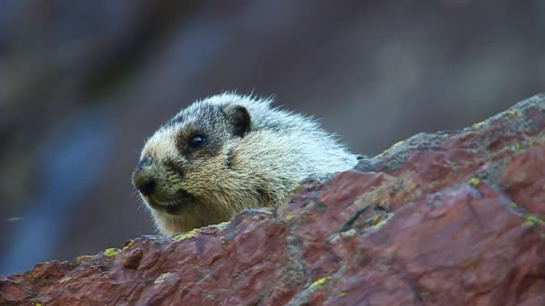 Hoary Marmot (Marmota caligata) — Stock Video