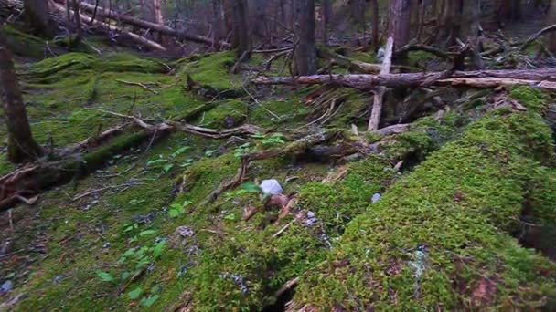 Moosbewachsener Wald montana — Stockvideo