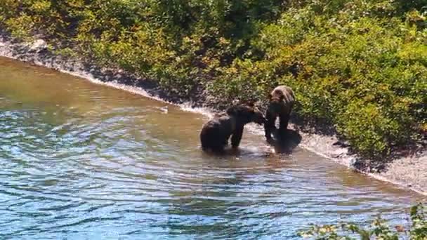 Parque Glaciar Grizzly Bear Cubs — Vídeos de Stock