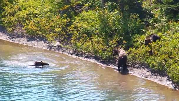 Medvěd grizzly mláďata ledovec park — Stock video