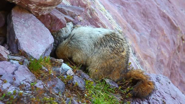 Седой сурок (Marmota caligata ) — стоковое видео