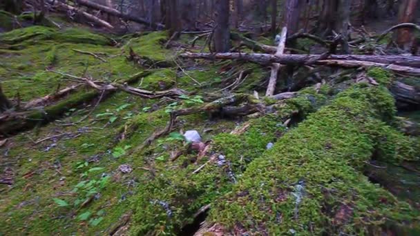 Parque Nacional Glacier Woodland — Vídeo de Stock