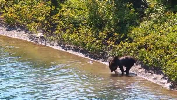 Grizzlybjörn årsungar glaciärpark — Stockvideo
