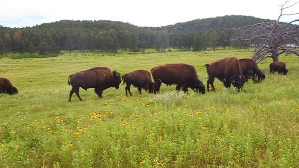 Bisonte en el Parque Estatal Custer — Vídeo de stock