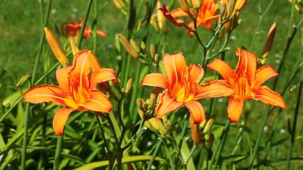 Laranja Daylily (Hemerocallis fulva ) — Vídeo de Stock