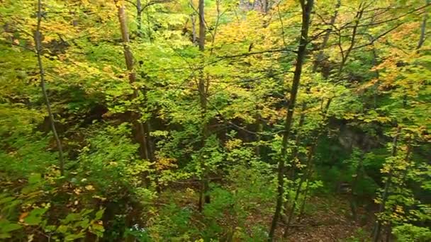 Roccia tagliata illinois state park — Video Stock