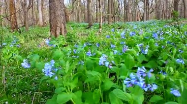 Virginia bluebells Illinois