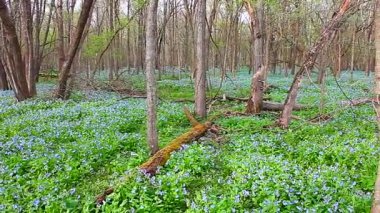 Oak ridge forest Illinois korumak