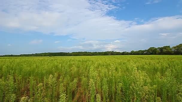 Deer run Forest Illinois korumak — Stok video