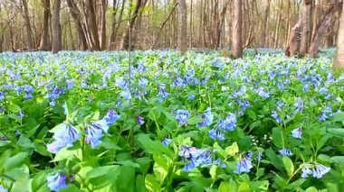Virginia bluebells Illinois
