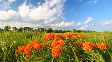 Kelebek süt kardeş (Asclepias tuberosa)