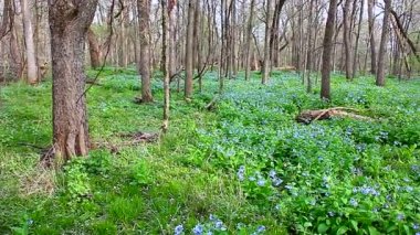 Virginia bluebells Illinois