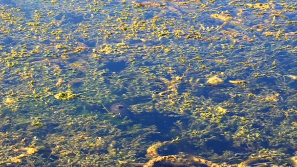 Kaplumbağa (chrysemys picta) yüzme boyalı — Stockvideo