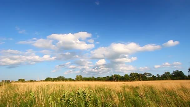 Herten lopen bos behouden (Illinois) — Stockvideo