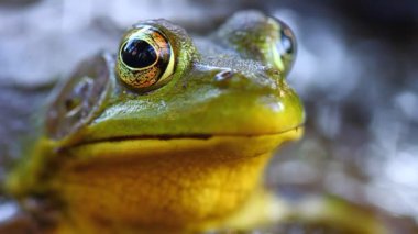 Yeşil Kurbağa (Rana clamitans)