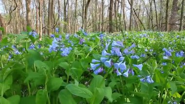 Virginia bluebells Illinois